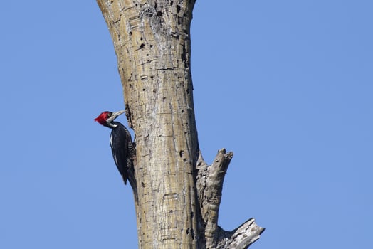 Female Crimson crested woodpecker, Campephilus melanoleucos, Amazon Basin, Brazil photo