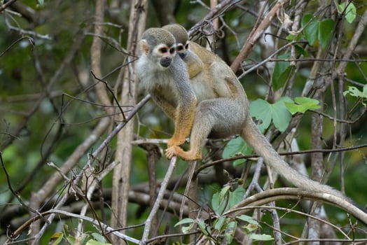 Golden-backed squirrel monkey, Saimiri ustus, carrying a juvenile on the back, Amazon basin, Brazil photo