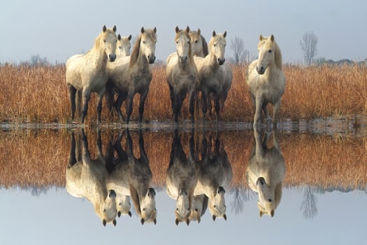 Camargue horses in the marsh, Camargue, Bouches du Rhone, France photo