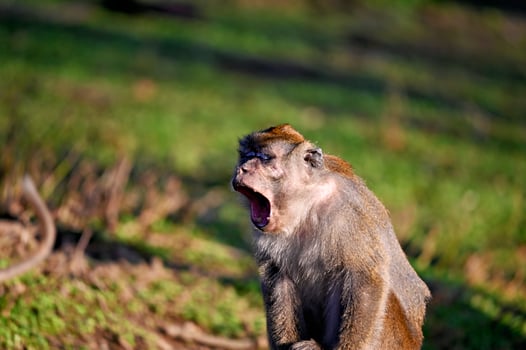 Yawning cynomolgus monkey. Javanese monkey photo