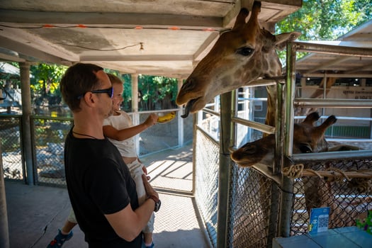 The girl's hand was giving food to the giraffe in the zoo. Father and little daughter feeding animal. Travel concept. High quality photo