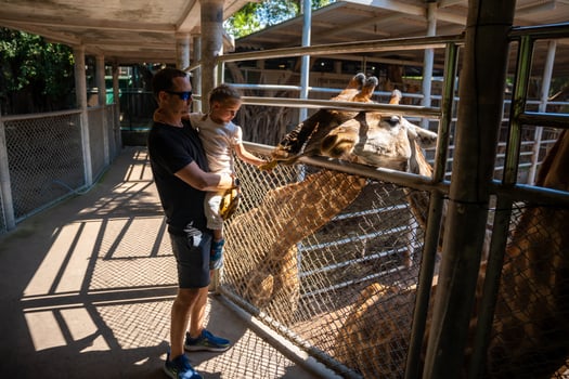 The girl's hand was giving food to the giraffe in the zoo. Father and little daughter feeding animal. Travel concept. High quality photo