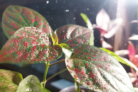 Flower seedlings grown independently. Young sprout in the sun. hypoestes photo