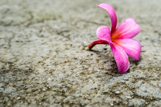 Pink flowers fall on concrete floor photo