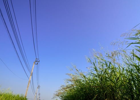 Phragmites karka grass flowers in the bright sunlight and fluffy clouds in blue sky photo