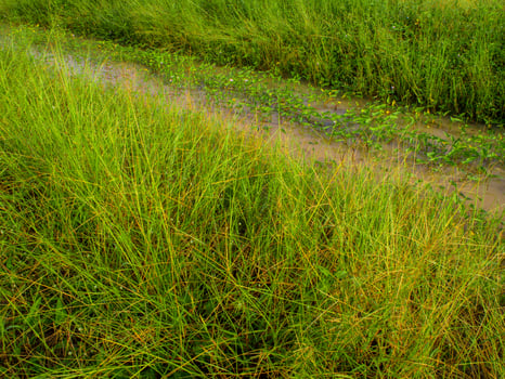 Wild grass and morning glory in the canal photo