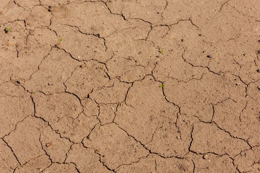 dry cracked ground with small green sprouts under direct summer sun light photo