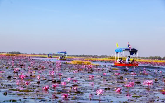 Red Lotus Sea, Nong Han Lake, Udon Thani Province, travel concept Beautiful Nature Landscape in thailand red Lotus sea in the morning. photo