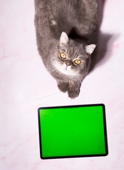 a cat sits on a table next to a tablet with green screen, a pet orders food photo