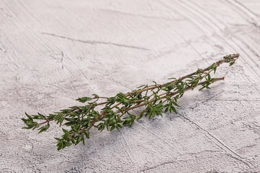 Thyme - aromatic seasoning herbal plant photo