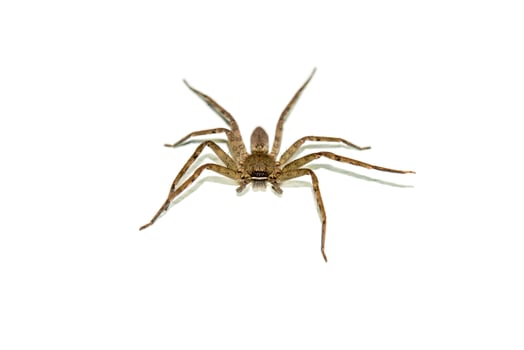 Spider on the wall. photo