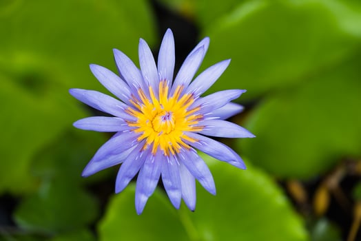 Waterlily flower with blur leaves background. photo