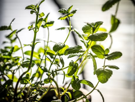 Bunch of fresh mint photo