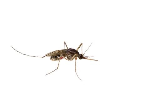 Mosquitoes are dying on the ground. photo