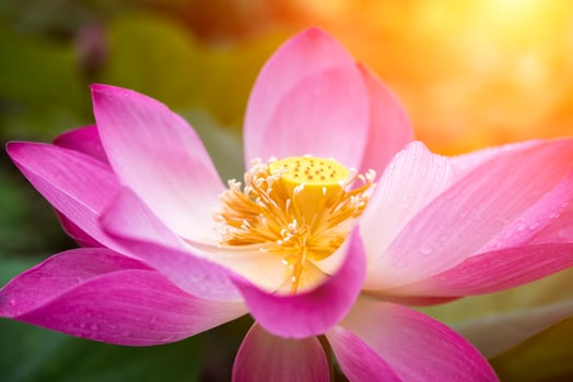 Close up pink lotus flower photo