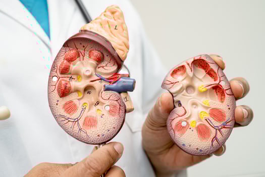 Kidney disease, Chronic kidney disease ckd, Doctor with human model to study and treat in hospital. photo