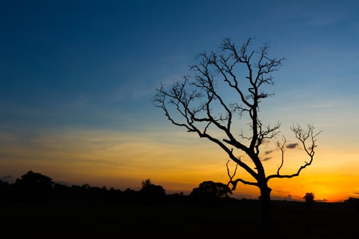 tree silhouette sunset photo