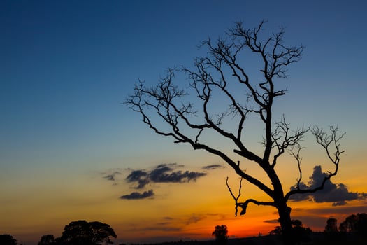 Big tree silhouette sunset photo