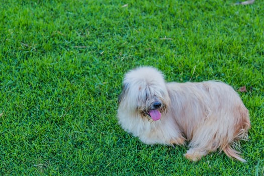 A dog sitting on the grass with its tongue out photo