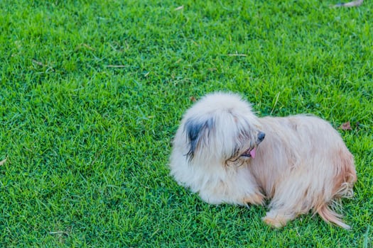 A small dog sitting on the grass photo