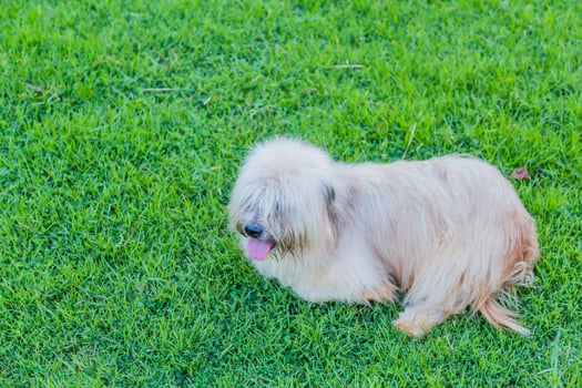 A dog sitting on the grass with its tongue hanging out photo