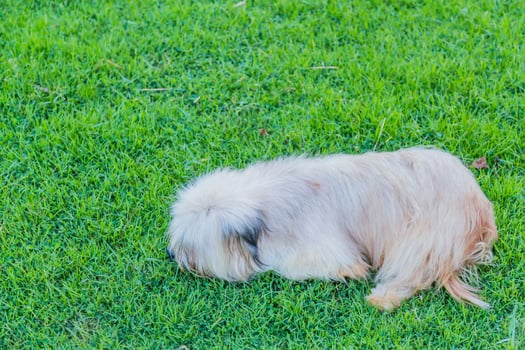 A small dog is sitting on the grass photo