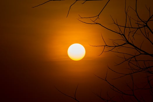 Silhouette branch with big sun photo