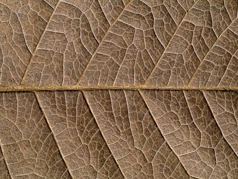 Close up texture of dry leaves. photo
