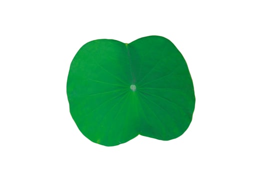 Isolated green waterlily leaf on white background, with clipping path. photo