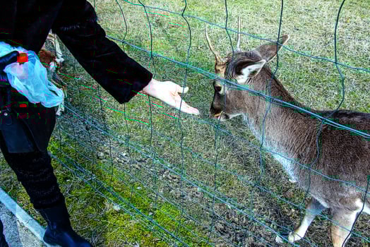 Close-up of hand feeding sheep. Mouflons on the territory of the Agricultural University of Nitra in Slovakia. photo