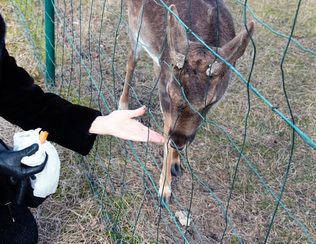 Close-up of hand feeding sheep. Mouflons on the territory of the Agricultural University of Nitra in Slovakia. photo