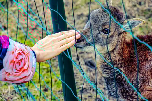 Close-up of hand feeding sheep. Mouflons on the territory of the Agricultural University of Nitra in Slovakia. photo