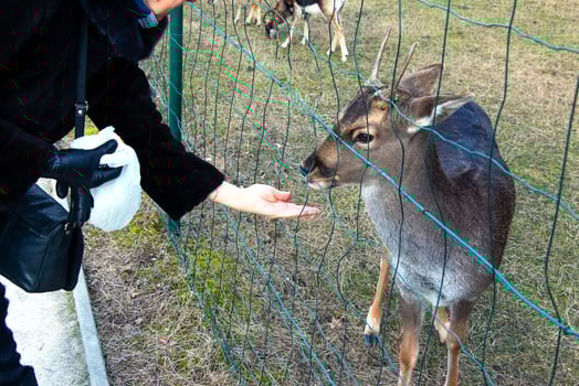 Close-up of hand feeding sheep. Mouflons on the territory of the Agricultural University of Nitra in Slovakia. photo