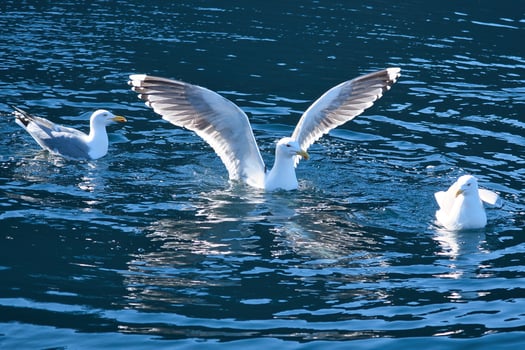 Seagulls in the water in a fjord in Norway. Daylight glistens in the sea. Animal photo
