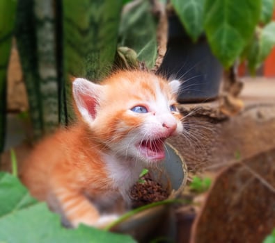 Hearth Breaking Images of Kittens Crying for Their Lost Mother photo