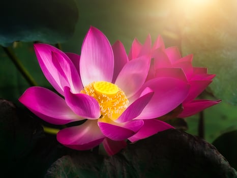 Close up pink lotus flower. photo