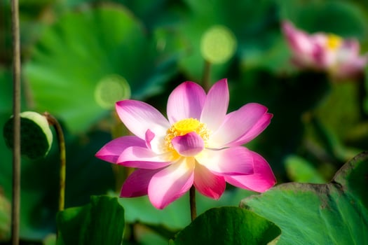 Close up pink lotus flower. photo