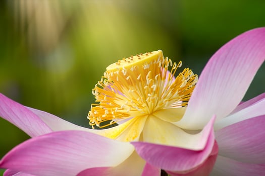 Close up pink lotus flower. photo