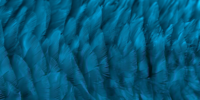Closeup macaw feathers for background photo