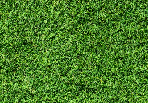 Natural Green grass texture background Close up Top view photo