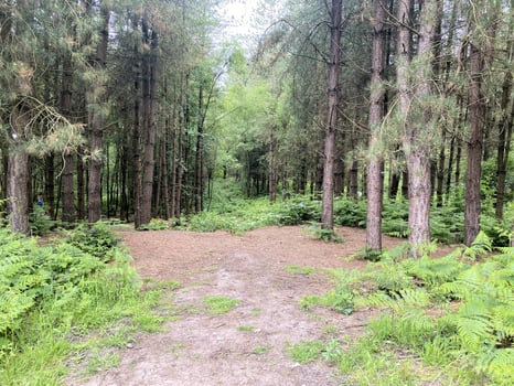 A view of Delamere Forest in Cheshire photo