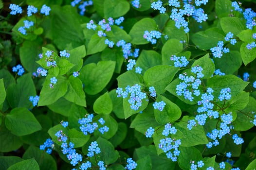 Myosotis is a genus of flowering plants in the family Boraginaceae. Forget-me-not flower at the garden. photo