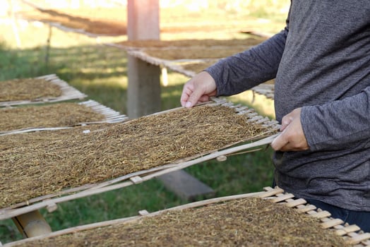 The gardener uses his hand to lift a stick and touch the drying rack for cutting tobacco leaves. To check the dryness of tobacco leaves before using them to make tobacco or roll cigarettes. photo