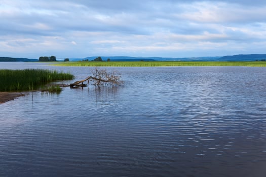 landscape of a flooded river floodplain with reeds photo