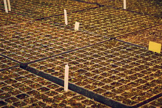 background - tiny plant sprouts in a seedling trays photo