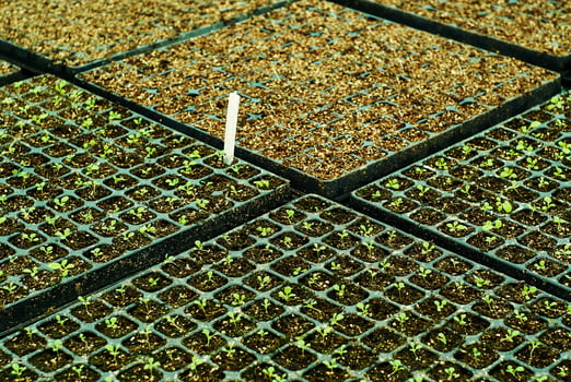 background - tiny plant sprouts in a seedling trays photo