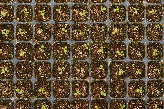 background - tiny plant sprouts in a seedling tray photo