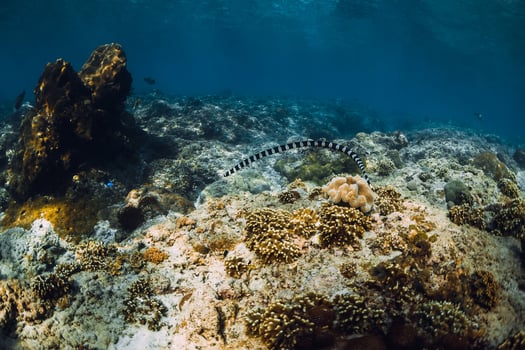 Underwater scene with corals and sea snake in tropical ocean photo