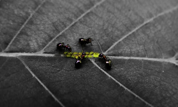 macro ant photo