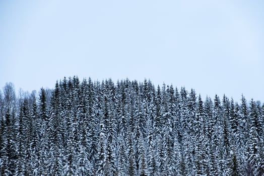 Snow covered on pine forest on hill photo
